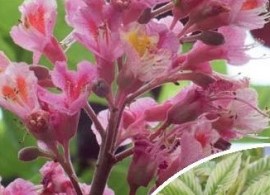 1 aesculus marginata